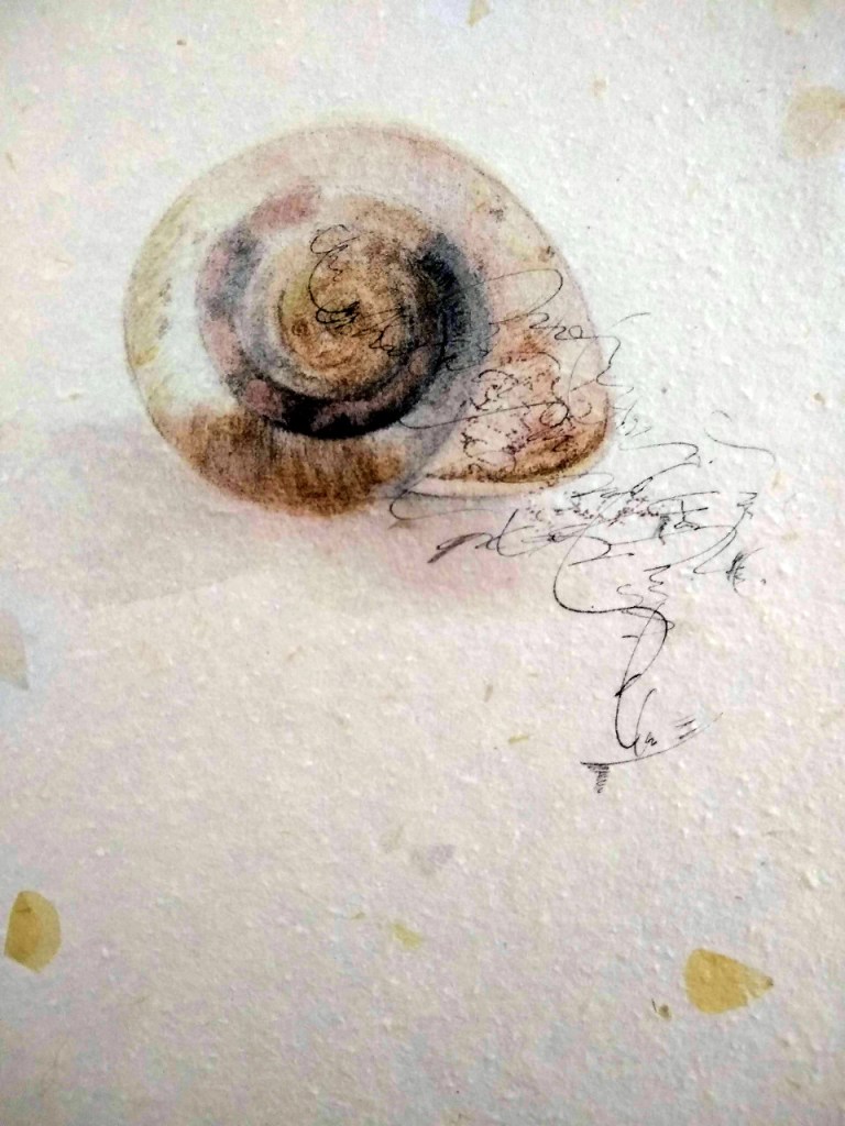Snail shell with calligraphic lines